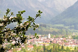 oberstdorf,蘋果樹,高山