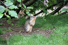 自然,野生動物,國家公園
