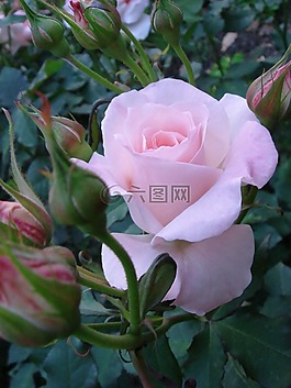 玫瑰,鮮花,植物