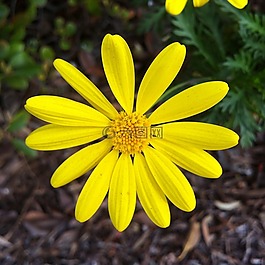黃色,花,植物區(qū)系