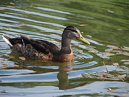 野鴨,湖,鳥