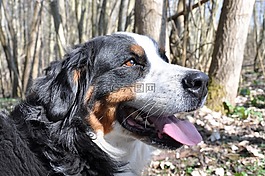 狗,伯恩山犬,动物