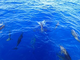 海豚,海洋,水