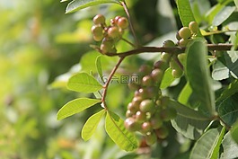 自然,葉,植物區(qū)系