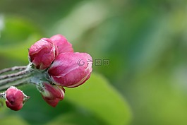 蘋果,芽,春