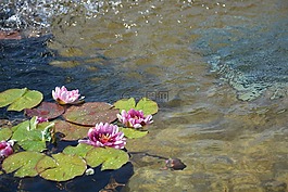 蓮花