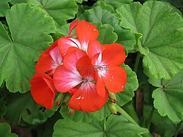 花,春天的花朵,花的
