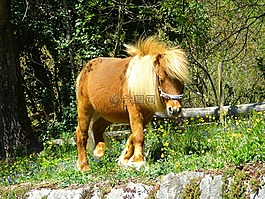 馬,小馬,動物