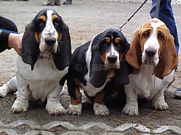 獵犬,小狗,狗