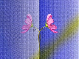 背景,花,模式