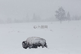野牛,水牛,雪