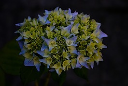 性質,花卉,一