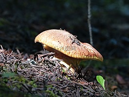 野生,蘑菇,poisened