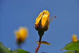 黃色,玫瑰,薔薇花蕾