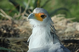 自然,鳥,燕窩