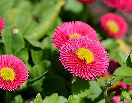 雛菊,春天的花,開花