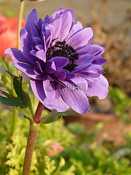 ?？?開花,花
