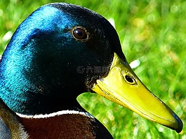 鴨,羽毛,鳥