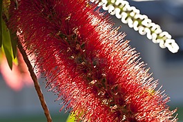 bottlebrush,红千层,花