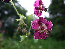 多年生,春,雨