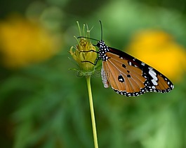 蝴蝶,花,春