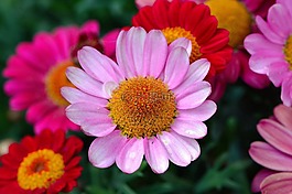 毯子,花,鮮花