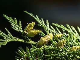 芽,開花,盛開