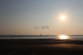 海灘,日落,海鷗