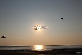 海灘,日落,海鷗