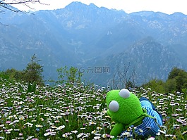 柯,青蛙,展望