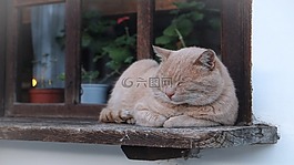 貓,窗口,貓科動(dòng)物