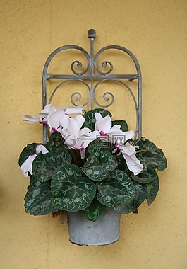 鮮花,花,紅色