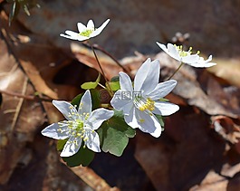 rue葵,野花,花