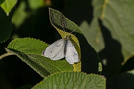 蝴蝶,性質(zhì),昆蟲(chóng)