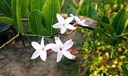 潔白的花朵,自然,植物區(qū)系