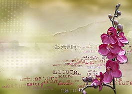 蘭花,粉紅色,群集