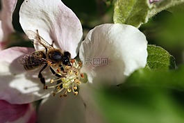 蜜蜂,授粉,翅膀
