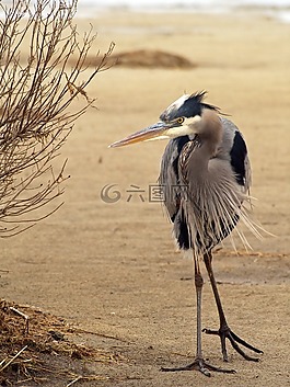 鳥,動物,動物攝影