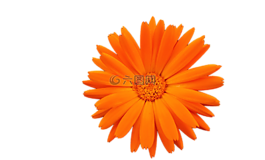 花,橙色,夏季