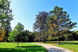 法國(guó),橘園,樹(shù)