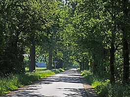 森林的路徑在初夏,橡樹,大道