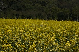 家鄉,田野,油菜花