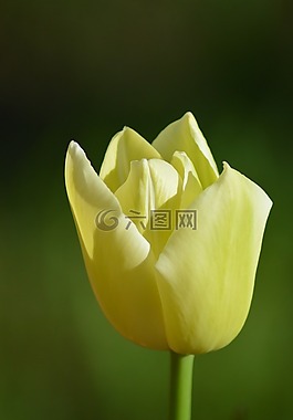 郁金香,花,春天