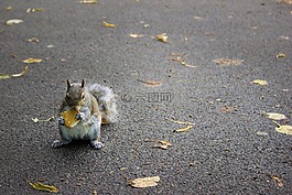 公園,倫敦,梵歌 》
