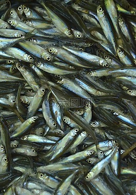 魚,水,平靜