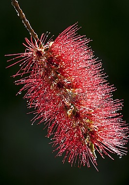 红千层,bottlebrush,花