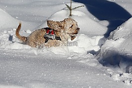在雪中的狗,可卡犬,冬天