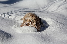 在雪中的狗,可卡犬,冬天
