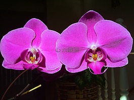 蘭花,蝴蝶蘭,愛(ài)情