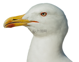 海鷗,頭,條例草案